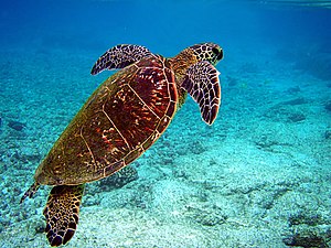 Chelonia mydas