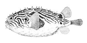 Chilomycterus geometricus1.JPG