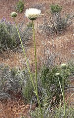 Miniatura para Cirsium neomexicanum