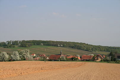 Клебургские виноградники