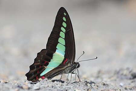 Ventral view