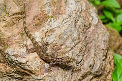 Description de l'image Cnemaspis chanardi, Chan-Ard's rock gecko - Khao Luang National Park (36301643046).jpg.