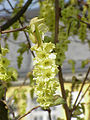 Corylopsis veitschiana1. jpg