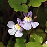 Muurleeuwenbek (Cymbalaria muralis)