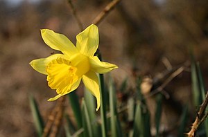 English: Daffodil Daffodil.