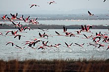 Flamingos in the delta of the Po river Decollo - panoramio.jpg