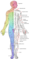 Dermatomes and cutaneous nerves - anterior