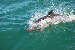 Sydafrikansk delfin ud for Lüderitz i Namibia