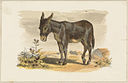 Donkey by Boston Public Library