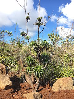 Description de l'image Dracophyllum verticillatum, Mont Dore.jpg.