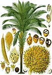 Elaeis guineensis — Масличная пальма