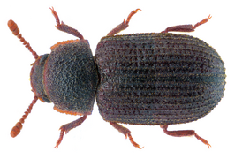 Eledona agricola