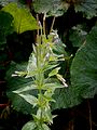 Epilobium alpestre02. jpg