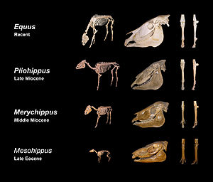 Skeletal evolution Equine evolution.jpg