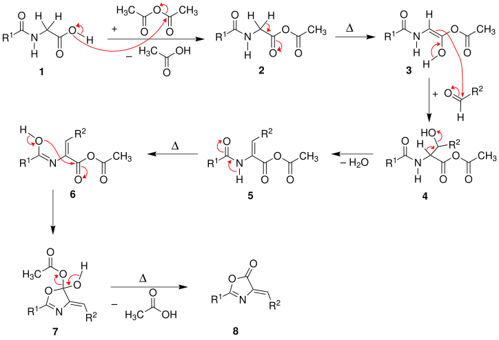 Mecanismo de la síntesis de aminoácidos de Erlenmeyer