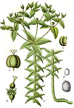 Miniatura para Euphorbia lathyris