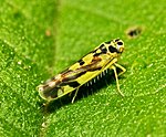 Eupteryx aurata – seitlich