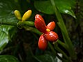 Plody Aglaonema commutatum