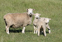 Овца Ромни с двумя ягнятами