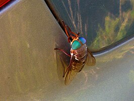 Tabanus americanus