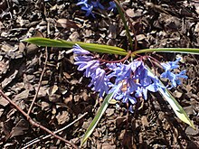 Youtan Poluo Flower