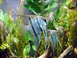 Vitorláshal (Pterophyllum scalare)