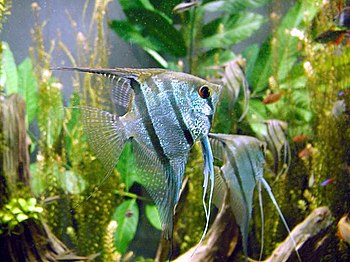 Freshwater angelfish