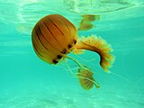 Medusa Bruna (Chrysaora Hysoscella) fotografata sul basso fondale di Lido Gandoli, in Marina di Leporano (Taranto)