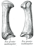 First metacarpal bone (left)