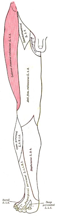 Nervus cutaneus femoris lateralis