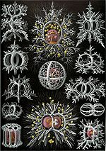 Radiolarians: Picture plate Nr. 71 from Kunstformen der Natur ("Art Forms of Nature"), 1899 Haeckel Stephoidea.jpg