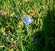 Hauhechel-Bläuling (Polyommatus icarus) - Exkursionsfoto 3.6.23