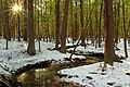 A forest in Dennison Township