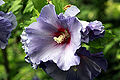 Hibiscus syriacus (Straucheibisch)