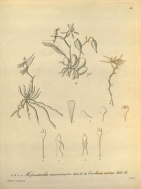 Hofmeisterella eumicroscopica fig. I-II