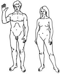 Ilustracja mężczyzny i kobiety Homo sapiens sapiens z zasobów misji Pioneer 11
