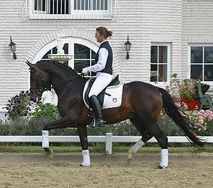 Trakehner stallion, born 2000, by Tambour out ...