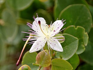 Capparis orientalis Foto: Olaf Tausch.