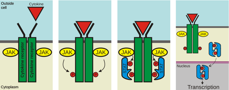 File:Jakstat pathway.svg