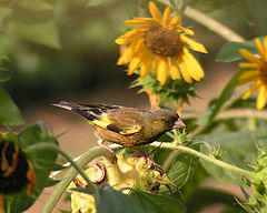 Carduelis sinica minor