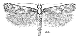 Anisoplaca ptyoptera