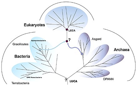 LUCA and LECA: the origins of the eukaryotes. The point of fusion (marked "?") below LECA is the FECA, the first eukaryotic common ancestor, some 2.2 billion years ago. Much earlier, some 4 billion years ago, the LUCA gave rise to the two domains of prokaryotes, the bacteria and the archaea. After the LECA, some 2 billion years ago, the eukaryotes diversified into a crown group, which gave rise to animals, plants, fungi, and protists. LUCA and LECA McGrath 2022.jpg