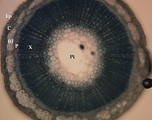 Stem cross-section, showing locations of underlying tissues: Ep = epidermis; C = cortex; BF = bast fibers; P = phloem; X = xylem; Pi = pith Labeledstemforposter copy.jpg