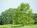 LSG Diedersdorfer Heide und Großbeerener Graben