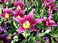 Lily flowered tulip (tulipa) - cv Maytime