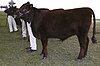 Lincoln Red heifer.jpg