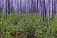 Bosque de P. contorta subsp. latifolia 23 anos antes (arriba) e 10 anos despois (abaixo) dos incendios de Yellowstone de 1988