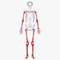Long bones in human skeleton (shown in red)