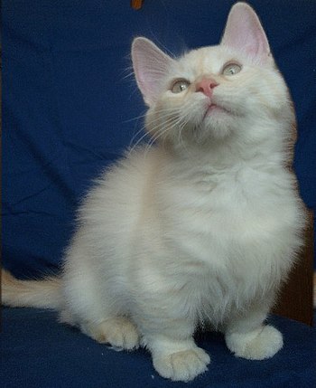 English: Long haired Munchkin color pointed ma...