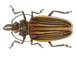 Macrodontia batesi